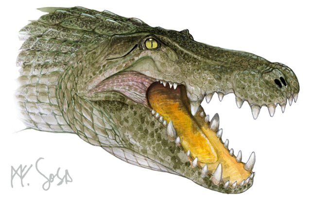 File:Mahajangasuchus-head.jpg