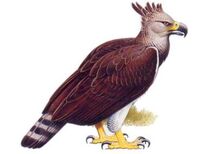 Haast Eagle