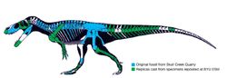 Torvosaurus tanneri osteograph