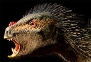 Pegomastax-africanus