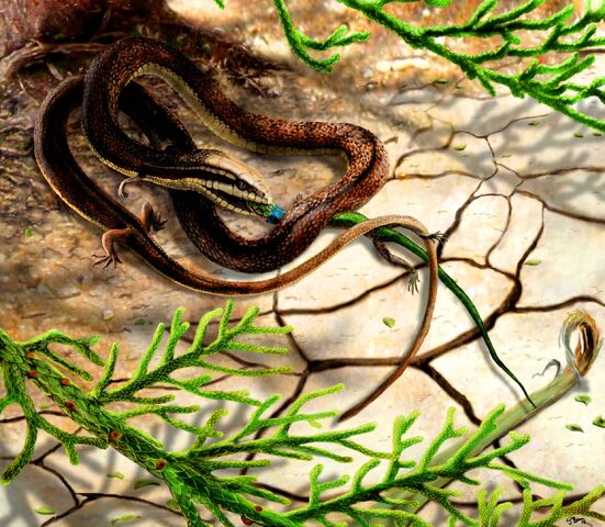 File:Image 3057 1e-Tetrapodophis-amplectus.jpg