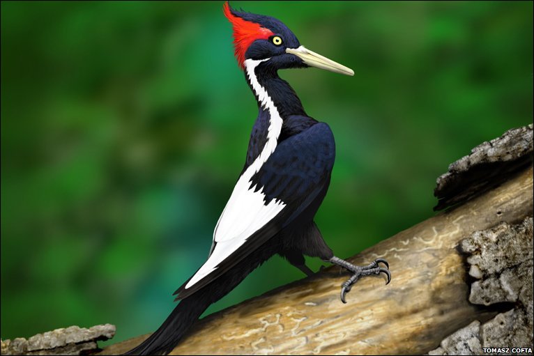 Image result for ivory billed woodpecker