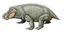 Kannemeyeria latifrons