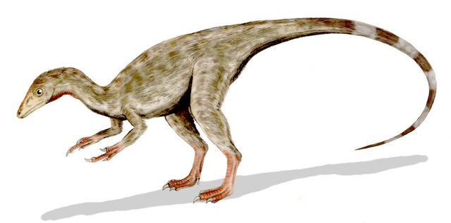 File:Compsognathus BW2.jpg