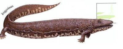 Eogyrinus
