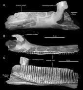 Lossy-page1-170px-Magnapaulia dentary.tif