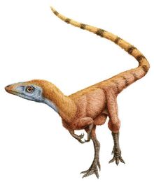 Feathers-sinosauropteryx