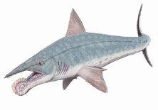 800px-Helicoprion bessonovi1DB