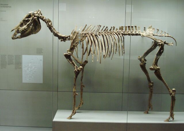 File:Skeleton of Hippotherium.jpg