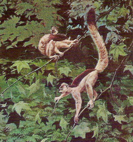 File:Smilodectes.jpg