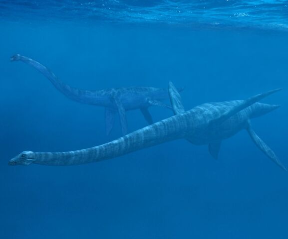 File:Serpent de Mer Elasmosaurus.jpg