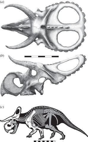 File:Nasutoceratops skull and skeleton.jpg