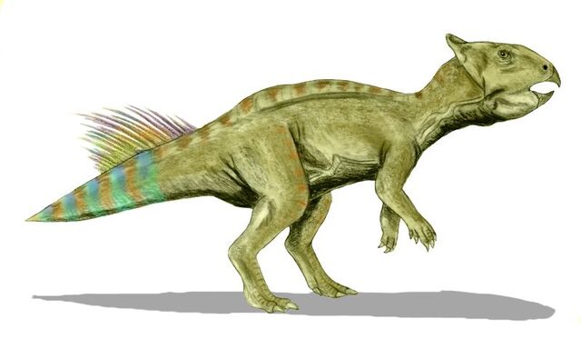 File:Cerasinops BW.jpg