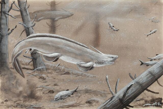 File:Xenacanthus-0.jpg