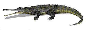New phytosaur
