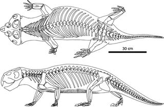 Rhynchosauria