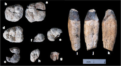 Nine-chorapithecus-teeth