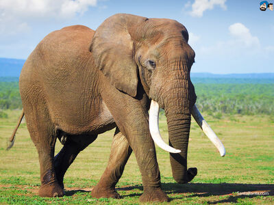 Elephants-9a