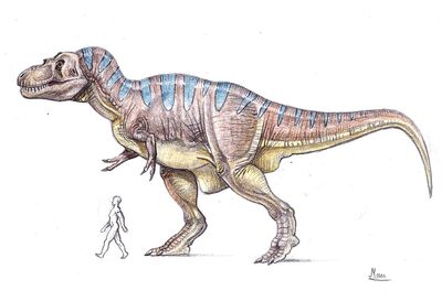 Rex size 3
