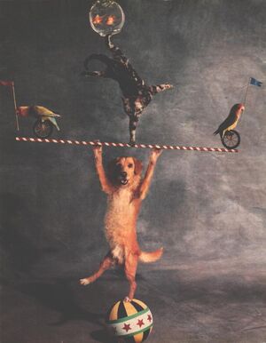 Chaosdog
