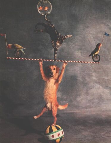 File:Chaosdog.jpg