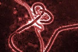 File:Ebola newnewnewenw.jpg