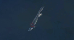 Fish.png