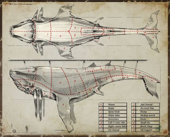 File:Whale sections.jpg