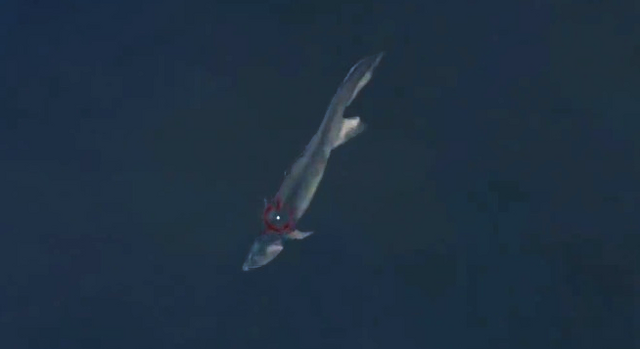 File:Fish.png