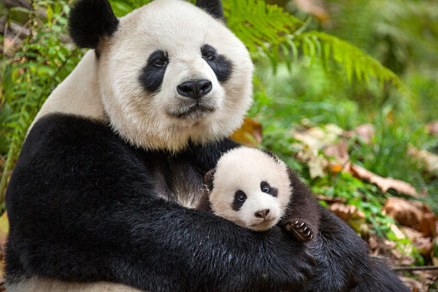 File:BIC Panda.jpg