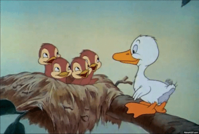 File:Hatchlings.gif