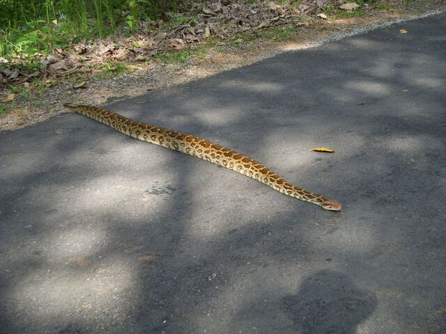 File:Indian Rock Python.jpg