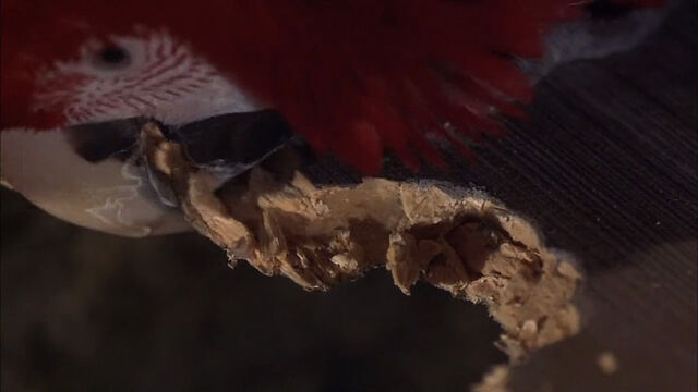 File:102-dalmatians-disneyscreencaps com-8799.jpg