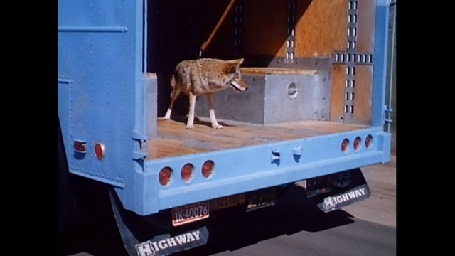 File:Coyote on a truck.png