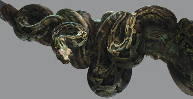 File:Kaa 1.jpg