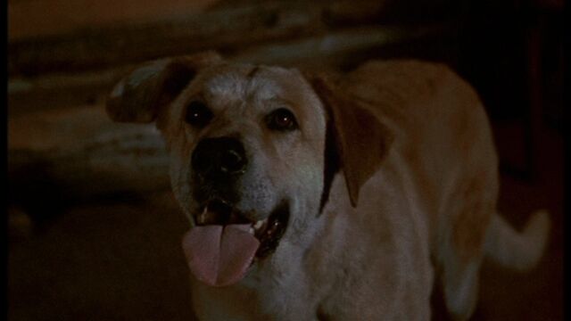 File:Old Yeller pic. 13.jpg