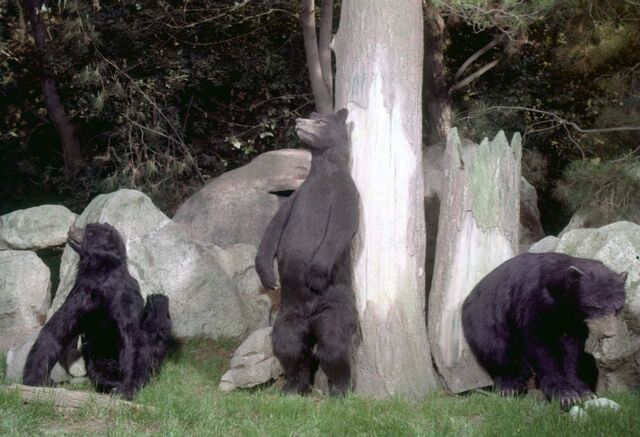 File:Imagineering-Disney Natures-Wonderland bears-2.jpg