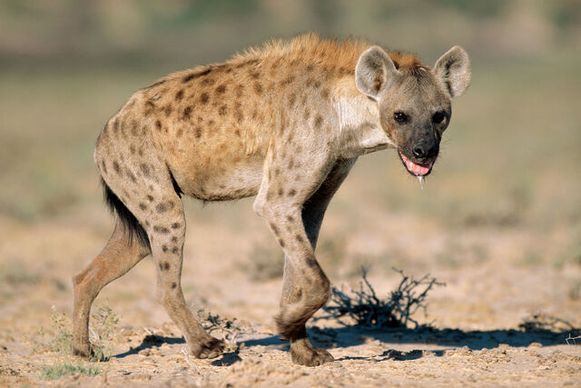 File:Spotted Hyena.jpg