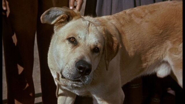 File:Old Yeller pic. 30.jpg