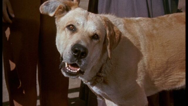 File:Old Yeller pic. 28.jpg