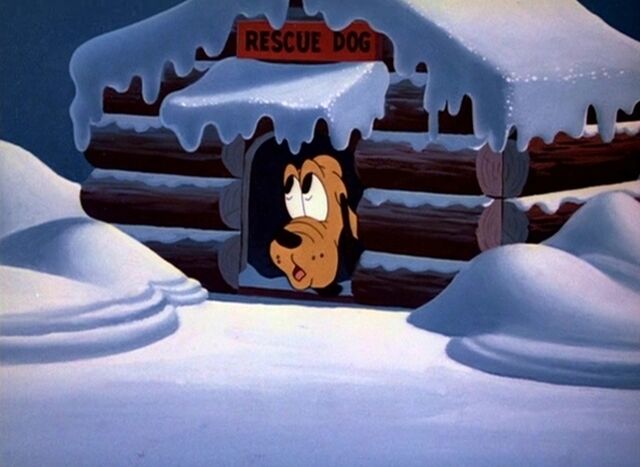 File:Rescue dog 5large.jpg