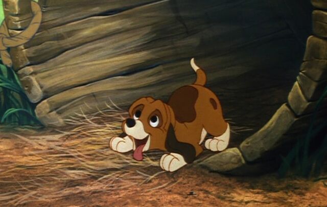 File:Copper Wagging his Tail.jpg