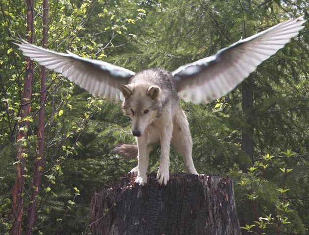 File:Winged Wolf.jpg