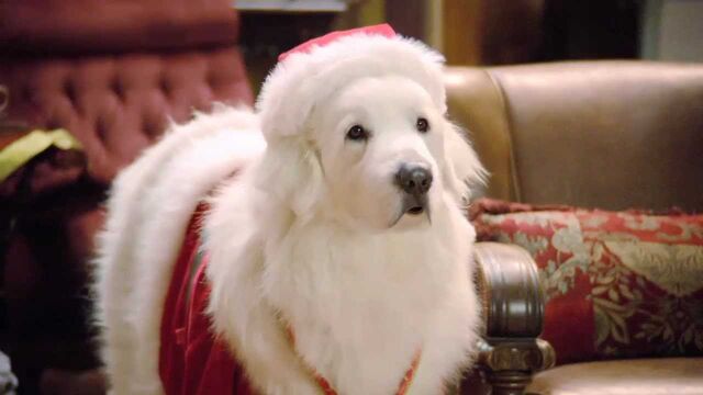 File:Santa Paws.jpg