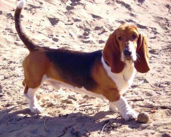 File:Basset Hound.jpg