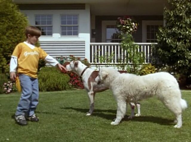 File:Homeward-bound2-disneyscreencaps.com-9297.jpg