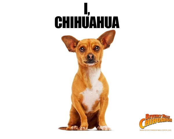 File:Beverly hills chihuahua02.jpg