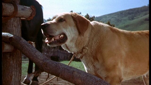 File:Old Yeller pic. 27.jpg