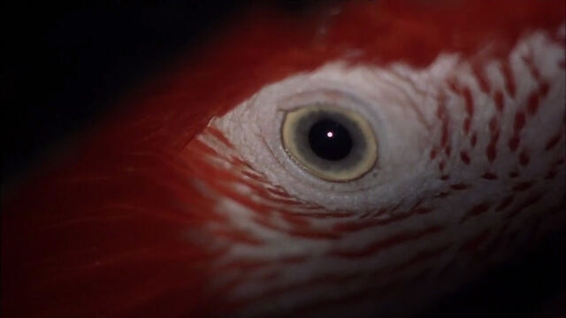 File:102-dalmatians-disneyscreencaps com-8777.jpg