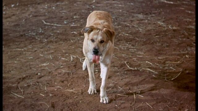 File:Old Yeller pic. 25.jpg